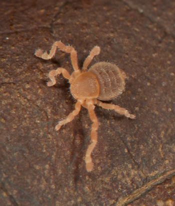 Media type: image;   Invertebrate Zoology 136532